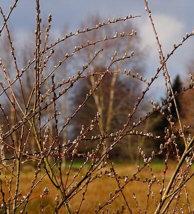 Weidenkätzchen vor einer Waldkulisse
