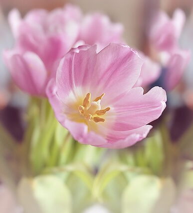 eine geöffnete rosa Tulpe